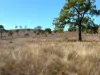 "Blacksprings" 7537 Stanthorpe-Texas Road, Texas, Qld 4385-Image