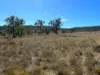 "Blacksprings" 7537 Stanthorpe-Texas Road, Texas, Qld 4385-Image