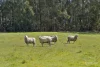 Browns Road, Timboon, Vic 3268-Image