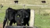 Crowles Road, Cooranga, Qld 4408-Image