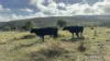 Crowles Road, Cooranga, Qld 4408-Image