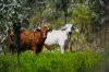 Dampier Downs Road, Gingerah, WA 6725-Image