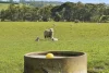 Digneys Bridge Road, Timboon, Vic 3268-Image