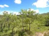 , Dimbulah QLD 4872-Image