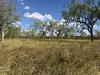 Ella Vale Station Ellavale Rd, Croydon, Qld 4871-Image