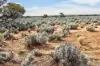Gilles Downs Station Eyre Highway, IRON KNOB SA 5611-Image
