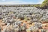 Gilles Downs Station Eyre Highway, IRON KNOB SA 5611-Image