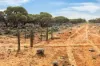 Gilles Downs Station Eyre Highway, IRON KNOB SA 5611-Image