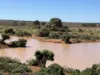 Gilles Downs Station Eyre Highway, IRON KNOB SA 5611-Image