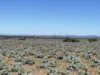 Gilles Downs Station Eyre Highway, IRON KNOB SA 5611-Image