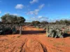Gilles Downs Station Eyre Highway, IRON KNOB SA 5611-Image