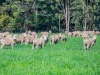 - Hamilton Port Fairy Road, Byaduk, Vic 3301-Image