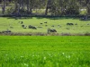 - Hamilton Port Fairy Road, Byaduk, Vic 3301-Image