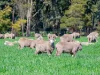 - Hamilton Port Fairy Road, Byaduk, Vic 3301-Image