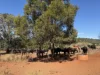 "Hidden Waters" 1944 Yarrol Road, Monto, Qld 4630-Image