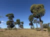 "Hidden Waters" 1944 Yarrol Road, Monto, Qld 4630-Image