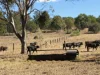 "Hidden Waters" 1944 Yarrol Road, Monto, Qld 4630-Image