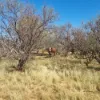 Koonmarra Station, Meekatharra WA 6642-Image