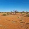 Koonmarra  Station, Meekatharra, WA 6642-Image