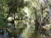 L63 & L99 Summers Road, Ginoondan, Qld 4625-Image