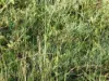 L63 & L99 Summers Road, Ginoondan, Qld 4625-Image