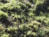 L63 & L99 Summers Road, Ginoondan, Qld 4625-Image