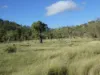 L63 & L99 Summers Road, Ginoondan, Qld 4625-Image