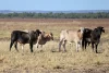 Legune Street, Baines, NT 0852-Image