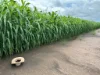 Legune Street, Baines, NT 0852-Image