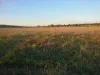 Lot 27 Walsh's Road, Dalton, NSW 2581-Image