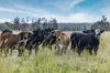 Lot 3, Clegg Road, Collombatti, NSW 2440-Image