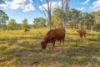 Lot 6 Eel Creek Road, Langshaw, Qld 4570-Image