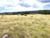 Lot 690, McCafferty Road, Merritts Creek, Qld 4352-Image