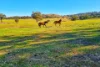 Messines, 1210 MacIntyre Road, Barraba, NSW 2347-Image