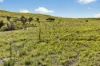 Mt Freeling Station Talc Mine Road, LYNDHURST SA 5731-Image