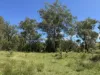 "Mustons" Frawleys Road, Thangool, Qld 4716-Image