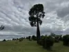 "Mustons" Frawleys Road, Thangool, Qld 4716-Image