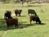 (OAKY) 971 GULF CREEK ROAD, Barraba, NSW 2347-Image