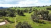 (OAKY) 971 GULF CREEK ROAD, Barraba, NSW 2347-Image