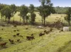 "Passchendaele" Bassingthwaightes Road, Chahpingah, Qld 4610-Image
