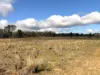"Pleasant View" Baltimore Loop Road, Atholwood, NSW 2361-Image