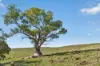 'Railway' Depot Flat Road, Yarrah, SA 5433-Image
