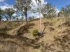 "Six Mile" Cedarvale Road, Boyne Valley, Qld 4680-Image