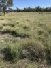Stoney Ridge, Brewarrina, NSW 2839-Image