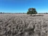 Stoney Ridge, Brewarrina, NSW 2839-Image