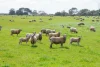 'The Paddock' Warrnambool-Caramut Road, Woolsthorpe, Vic 3276