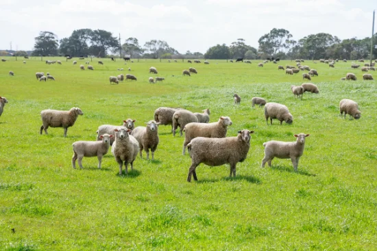 'The Paddock' Warrnambool-Caramut Road, Woolsthorpe, Vic 3276