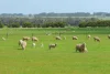 'The Paddock' Warrnambool-Caramut Road, Woolsthorpe, Vic 3276-Image