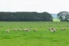 'The Paddock' Warrnambool-Caramut Road, Woolsthorpe, Vic 3276-Image