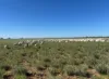 Warrambah - Bundaleer South Plains Road, Cunnamulla, Qld 4490-Image